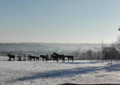 Koně ve stájích M+M Ptení v zimě